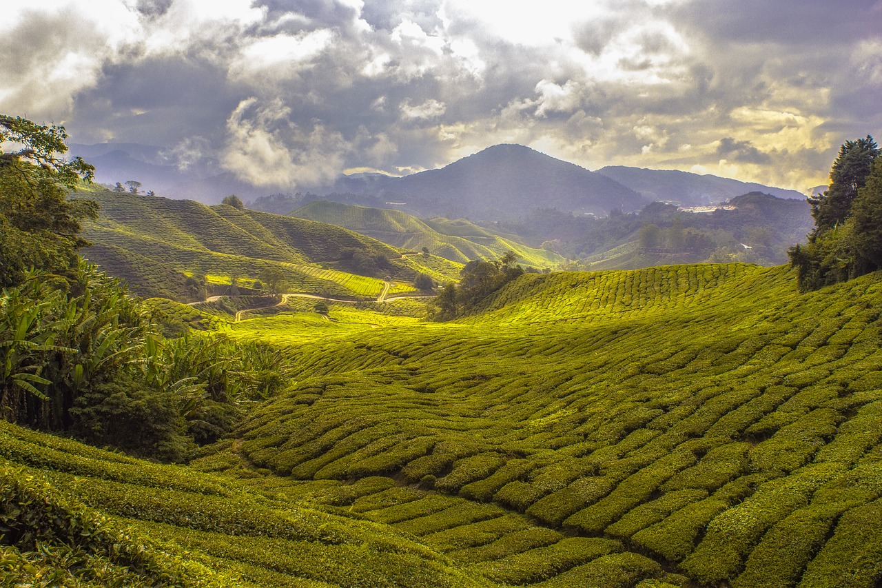 How Blockchain Can Enhance Agricultural Supply Chain Efficiency